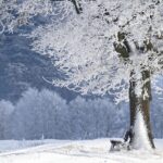 winter, tree, bank